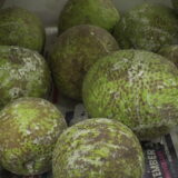 Breadfruit