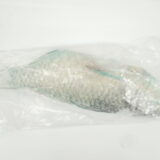 Parrot Fish